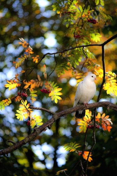 Природа лес птицы