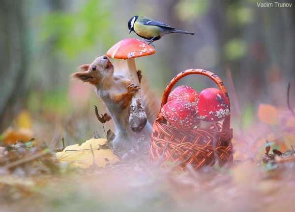 Фотограф Вадим Трунов грибы