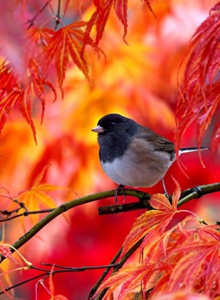 Осеннее утро с птицами