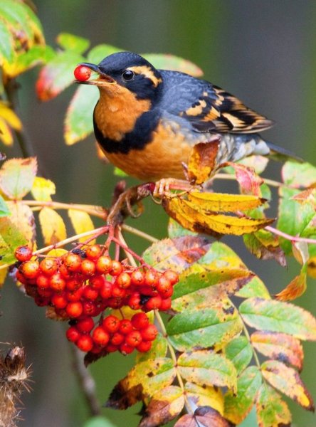Осенние птицы