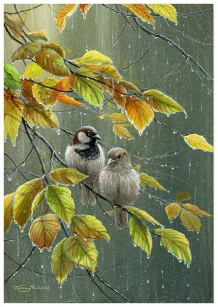 Воробышек под дождем