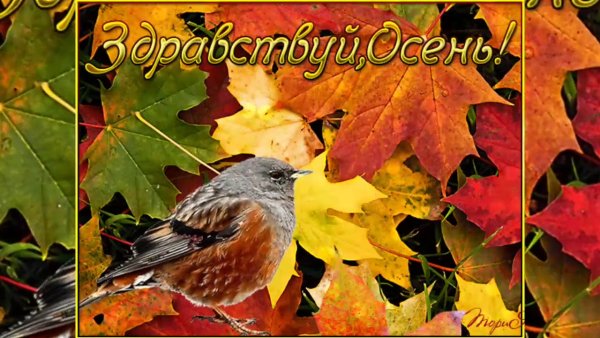 Здравствуй первый день осени