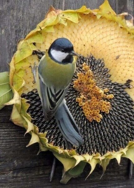 Подсолнухи и птицы