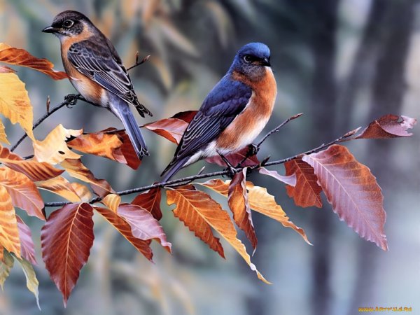 Октябрь птицы