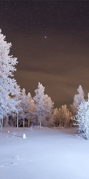 Заснеженный лес