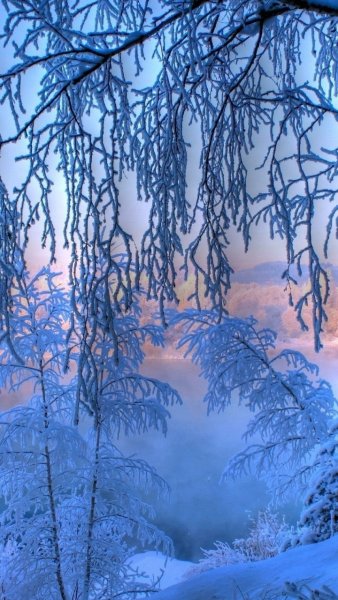 Заснеженный лес