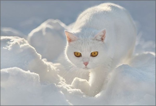 Белая кошка на снегу
