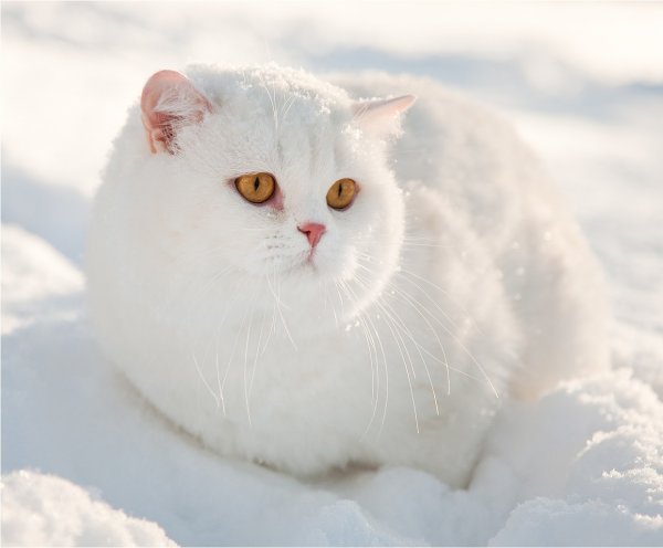 Белый кот зима