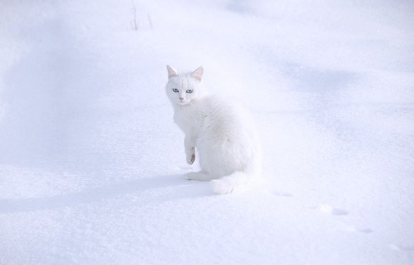 Белый котик в снегу