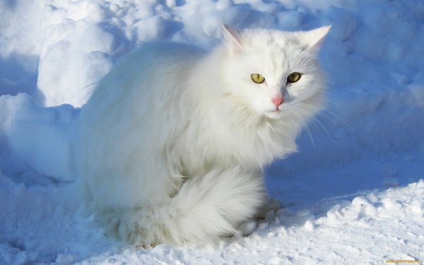 Сибирский кот белый