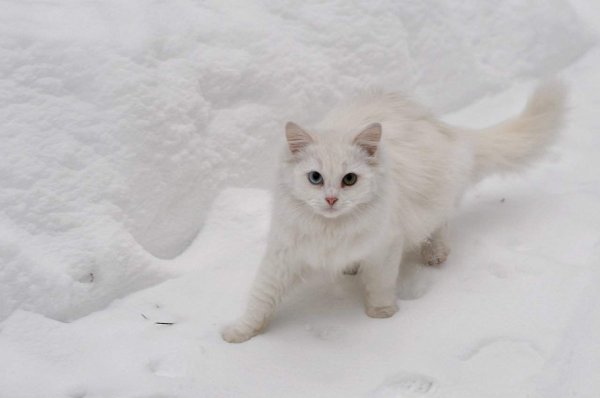 Белая кошка на снегу