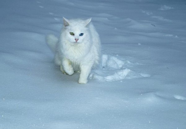 Белый котёнок в снегу
