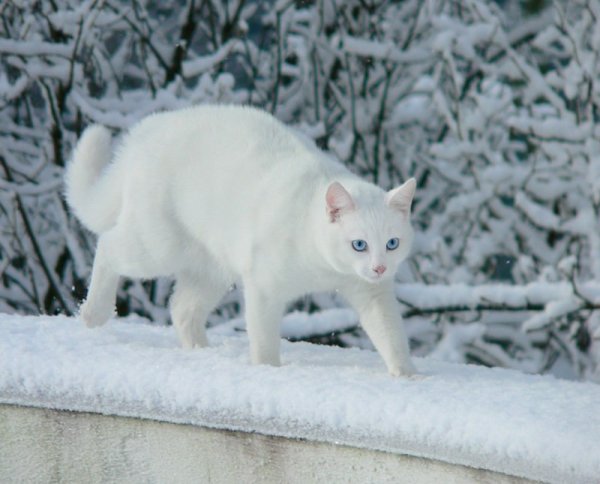 Белый котенок зимой
