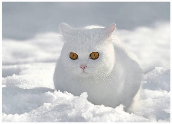 Котик снежочек