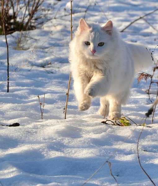 Снежная кошка