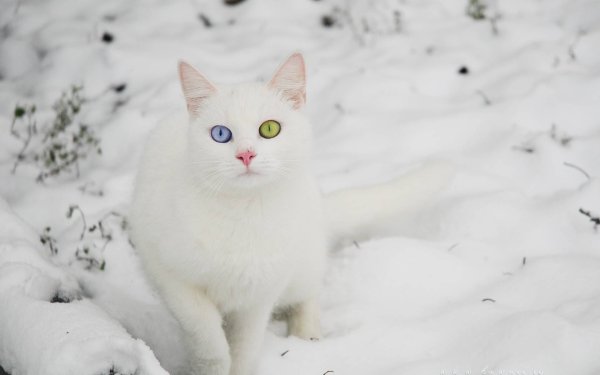 Кот в снегу