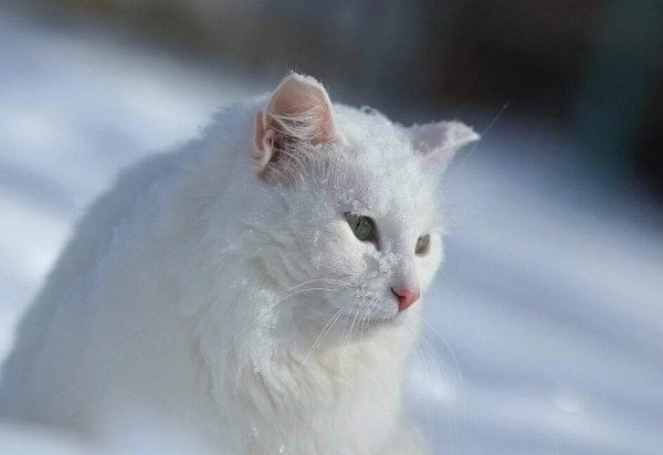Снежная кошка