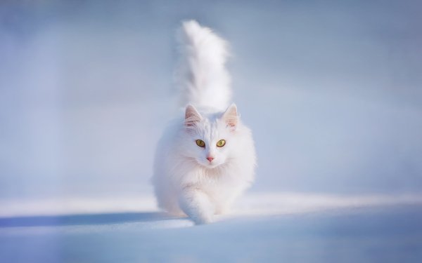 Снежная кошка