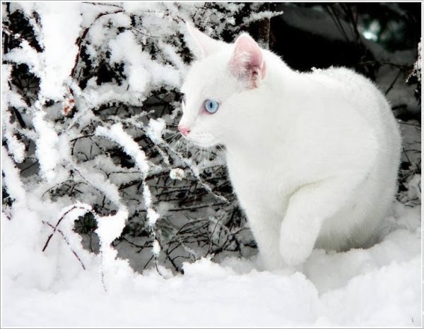 Белый кот зимой