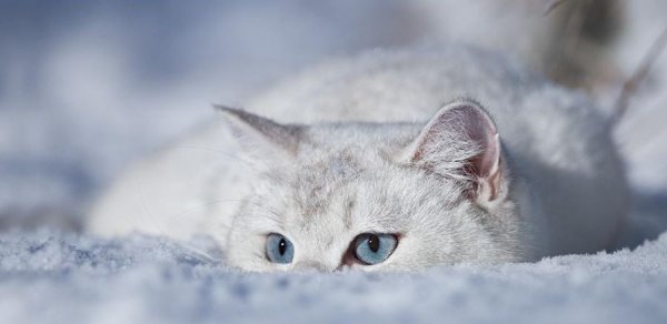 Белый кот на снегу