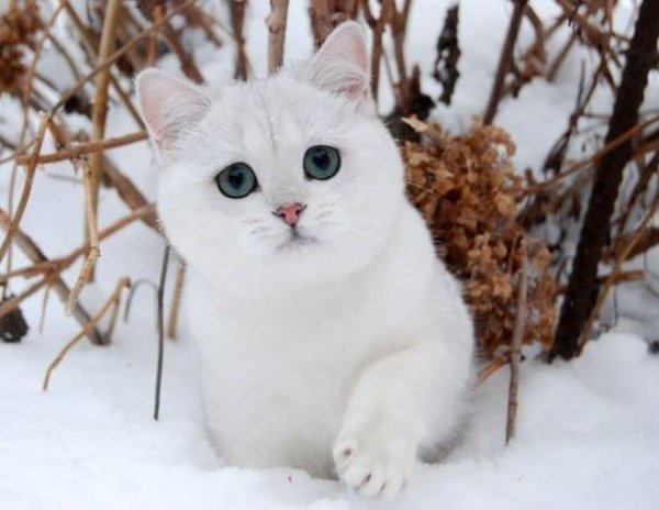 Кот снежок