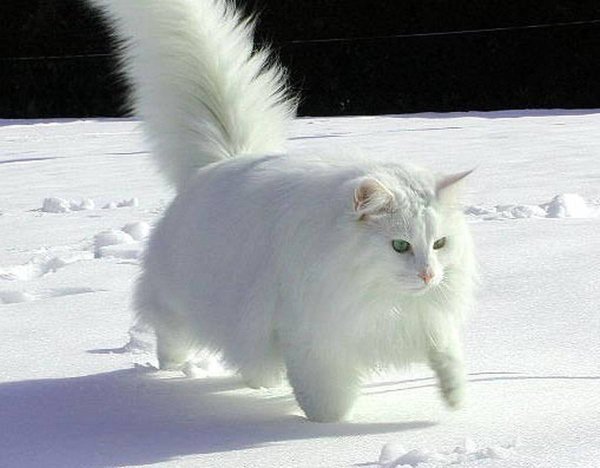 Кот снежок