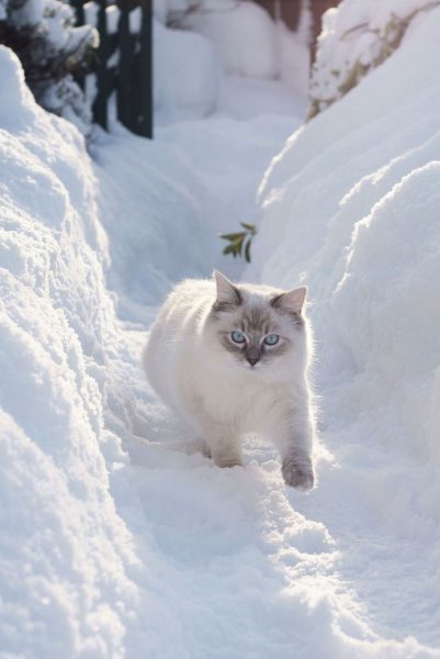 Сноу Кэт