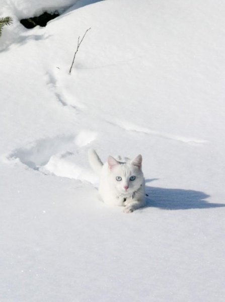 Коты на белом снегу