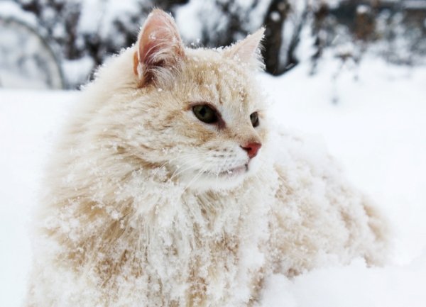 Белый кот на снегу