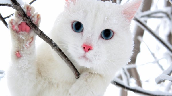 Белая кошка в белой шапке