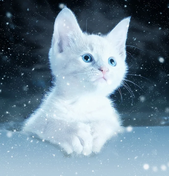 Котенок в снегу