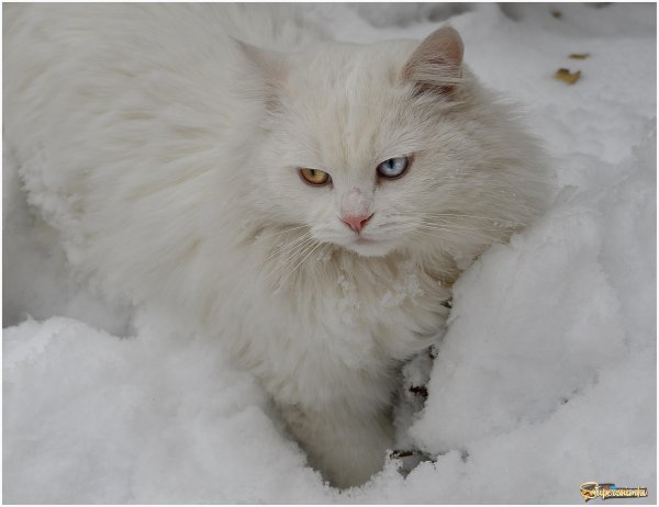 Белый кот на снегу
