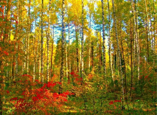 Осенний лес