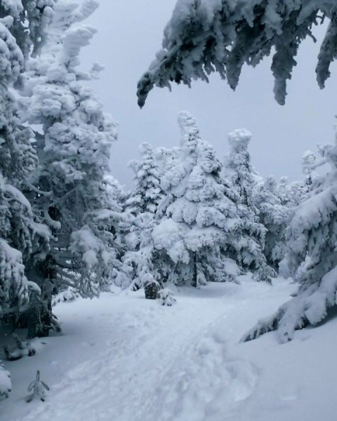 Так много снега