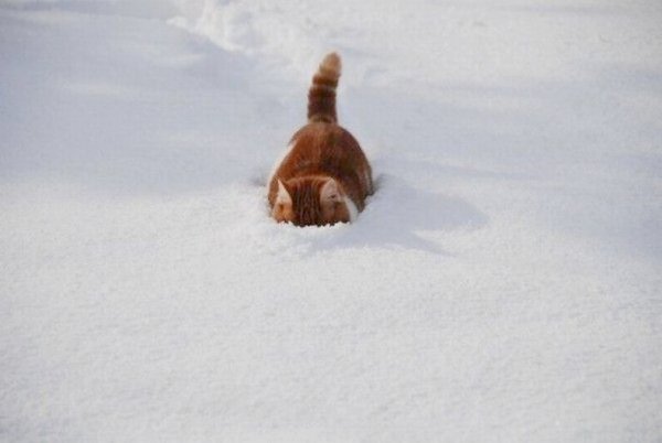Кот ныряет в снег