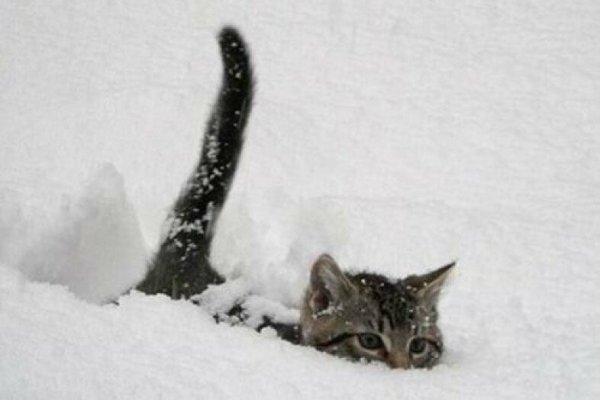 Субару кот снег