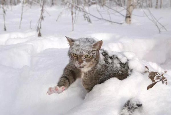 Кот в снегу