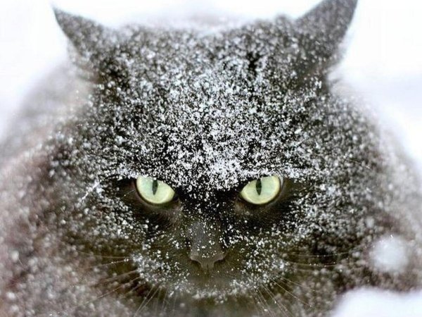 Кот зимой