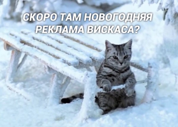 Реклама вискас со снегом