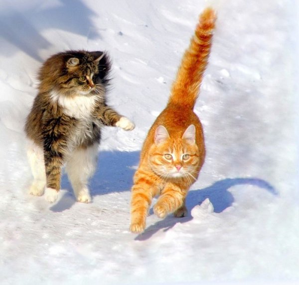 Зимние приколы с котами