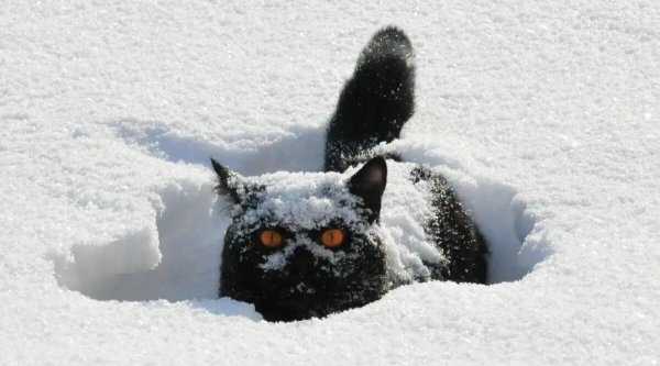 Черный кот в снегу