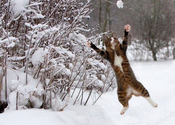 Кот в сугробе
