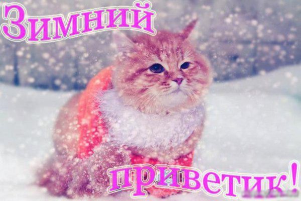 Зимний привет