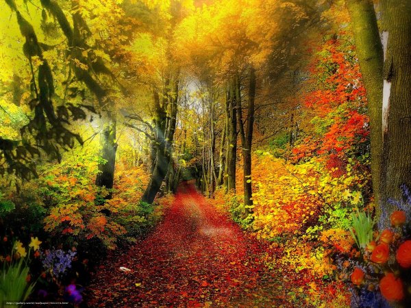 Осень в лесу