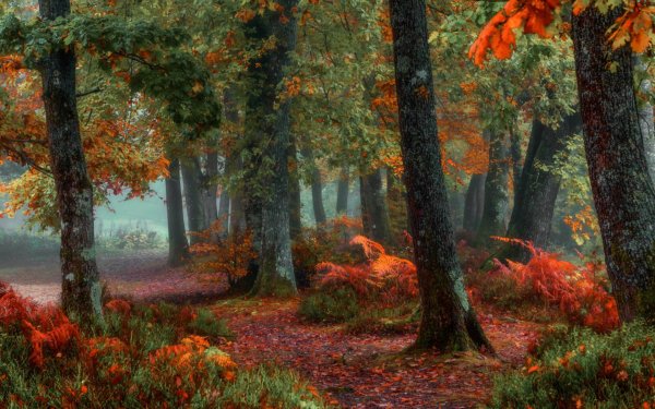 Сказочный осенний лес