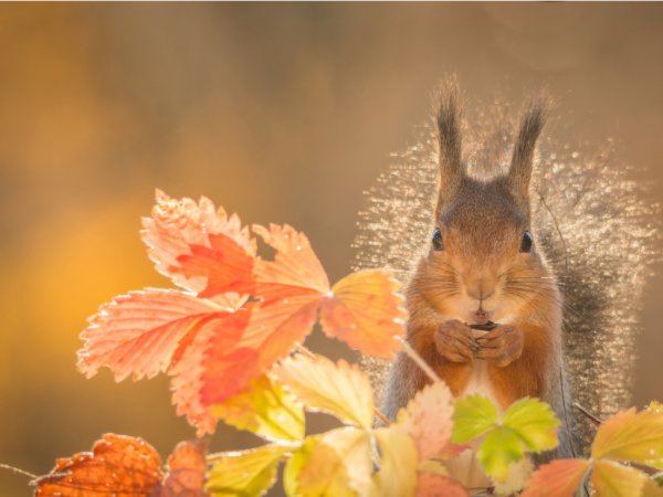 Белка осенью