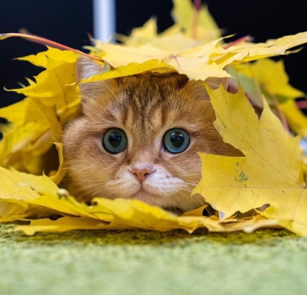 Осень это заразами