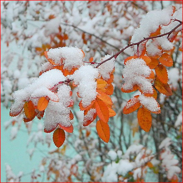 С наступлением зимы