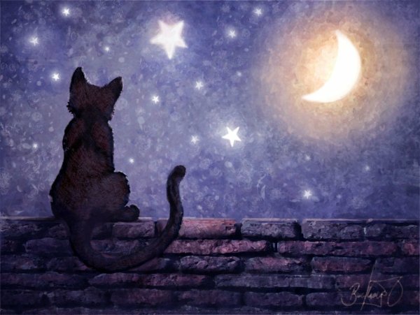 Кот и Луна