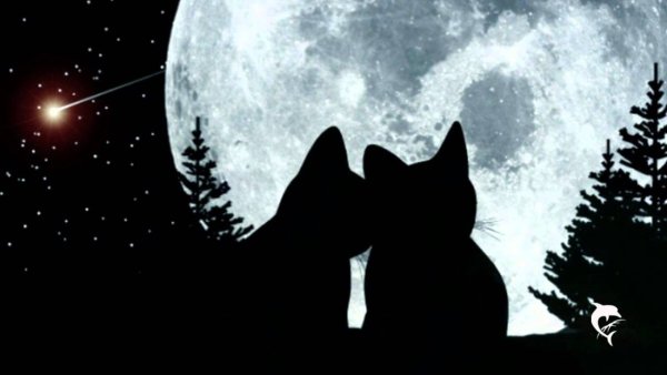 Кот под луной
